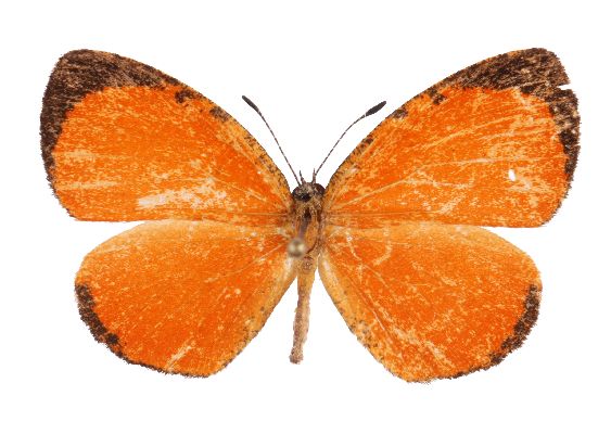 Parasiomera alfa holotype UPS